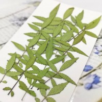 萬壽菊葉-原色-押花花材