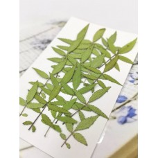 萬壽菊葉-原色-押花花材
