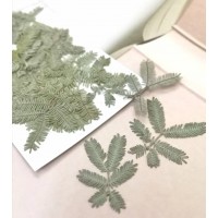 合歡葉-原綠色-押花花材