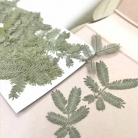 合歡葉-原綠色-押花花材