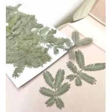 合歡葉-原綠色-押花花材