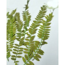 紫薇葉-原綠色-押花花材