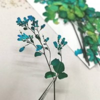 唐松芽-藍色- 押花花材