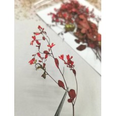 唐松芽-紅色- 押花花材