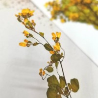 唐松芽-黃色- 押花花材
