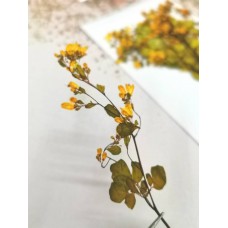唐松芽-黃色- 押花花材