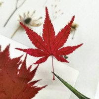 楓葉-紅色-押花花材