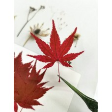 楓葉-紅色-押花花材