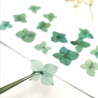 繡球花-永生繡球-湖藍-押花花材