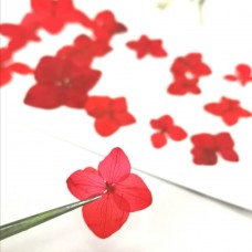 繡球花-永生繡球-紅-押花花材