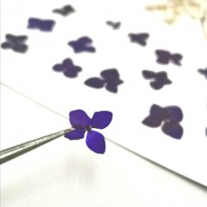 繡球花-永生繡球-深紫-押花花材