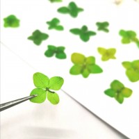 繡球花-永生繡球-綠-押花花材