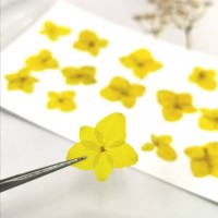 繡球花-永生繡球-黃-押花花材