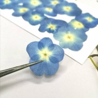 繡球花-白心藍色- 押花花材