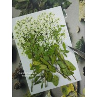 雪花木-原色-押花材料