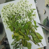 雪花木-原色-押花材料