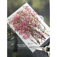 雪花木-紅色-押花材料