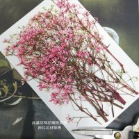 雪花木-紅色-押花材料