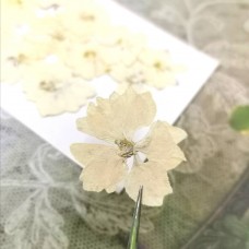 千鳥-奶油色 - 押花花材