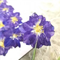 千鳥-古董藍色 - 押花花材