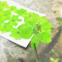 千鳥-亮綠色 - 押花花材