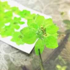 千鳥-亮綠色 - 押花花材