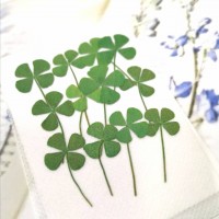 幸運草-綠色