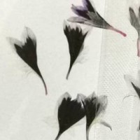 矢車菊-深紫白-押花花材