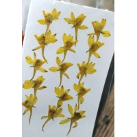 火箭飛燕-黃色-押花花材