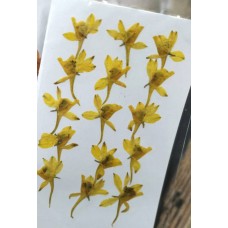 火箭飛燕-黃色-押花花材