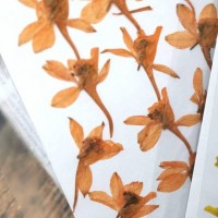 火箭飛燕-橙色-押花花材