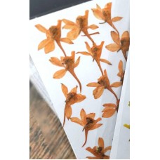 火箭飛燕-橙色-押花花材