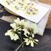 聖誕白雪-白色-押花花材