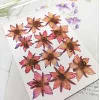 琉璃苣-紅色-押花材料