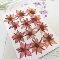 琉璃苣-紅色-押花材料