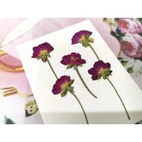 小玫瑰側枝-紅色-押花花材