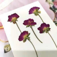 小玫瑰側枝-紅色-押花花材