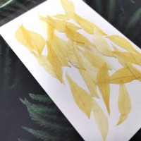 美白系葉-花秋葉-復古白色-押花材料