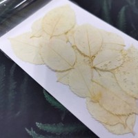 美白系葉-玫瑰葉-白色-押花材料