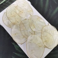 美白系葉-銀貝葉-白色-押花材料