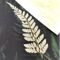 美白系葉-蕨類-米白色-押花材料