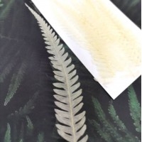 美白系葉-蕨類-白色-押花材料