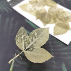 美白系葉-玫瑰葉-米黃綠色-押花材料