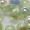 6X8mm捷克水滴形珠-珠光翠橄欖綠-20個