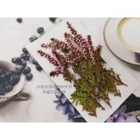 雪梅-桃粉紅色-押花花材