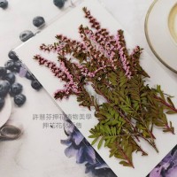 雪梅-桃粉紅色-押花花材