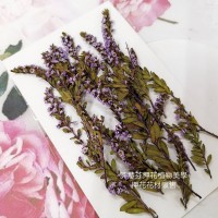 雪梅-亮紫色-押花花材