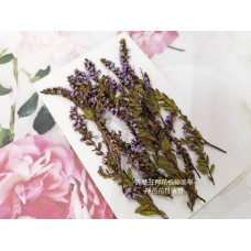 雪梅-亮紫色-押花花材