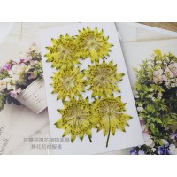 白芨-鮮黃色-押花花材