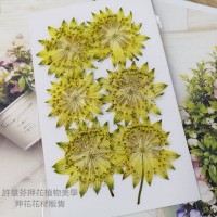 白芨-鮮黃色-押花花材